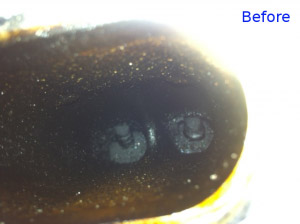 An engine valve before our Walnut Shell Blasting Service | Sevan Motorworx